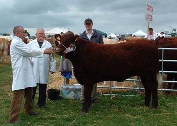 2009_0819Cappamore090064