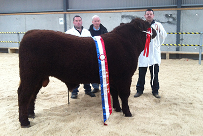 Champion Senior Bull Calf 2015 Carrigans Lower Oisin