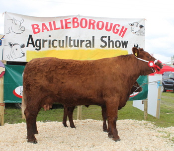 Bailieboro Agri Show 2011 Reserve Saler Champion