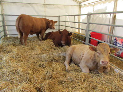 10513277_732354310155105_1022664429388351381_n