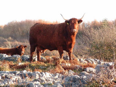 38851_146229085389659_8068348_n