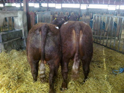 38945_418225598558_7529902_n