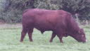 Bull grazing