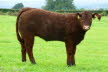 Convenor 10mts heifer