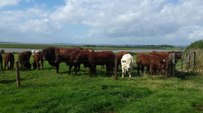 Heifers&bull