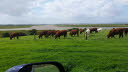 Heifers grazing