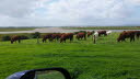 Heifers grazing