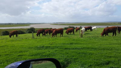 Heifers grazing
