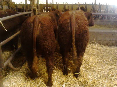 Icepeak poll et illilmani poll