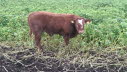 Lataster Ivan calf off Simmental 1st calver