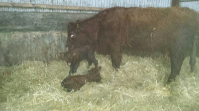 Twins&mother