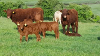 Young calves